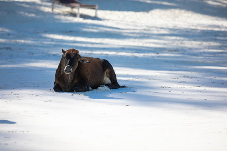 Young cow walking on a beautiful beach along the oceanの写真素材