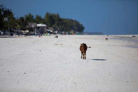 Young cow walking on a beautiful beach along the oceanの写真素材