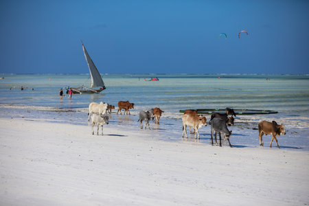 Young cows walking on a beautiful beach along the oceanの写真素材