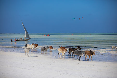 Young cows walking on a beautiful beach along the oceanの写真素材