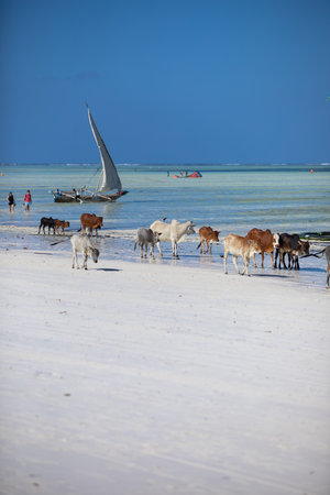 Young cows walking on a beautiful beach along the oceanの写真素材