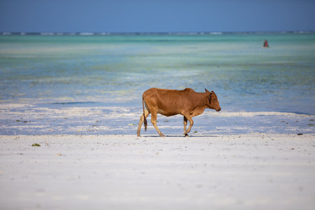 Young cow walking on a beautiful beach along the oceanの写真素材