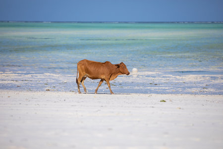 Young cow walking on a beautiful beach along the oceanの写真素材