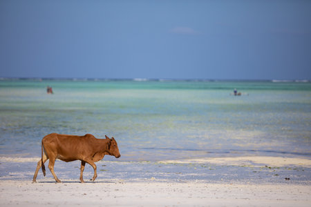 Young cows walking on a beautiful beach along the oceanの写真素材