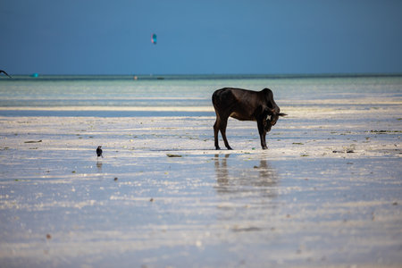 Young cows walking on a beautiful beach along the oceanの写真素材