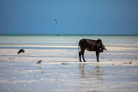 Young cows walking on a beautiful beach along the oceanの写真素材