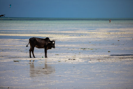 Young cows walking on a beautiful beach along the oceanの写真素材