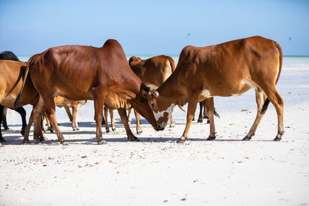 cows play on the beach near the waterの写真素材
