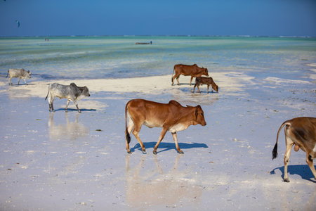Young cows walking on a beautiful beach along the oceanの写真素材