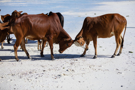 cows play on the beach near the waterの写真素材