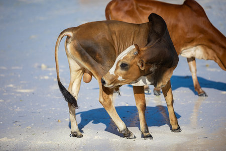cows play on the beach near the waterの写真素材
