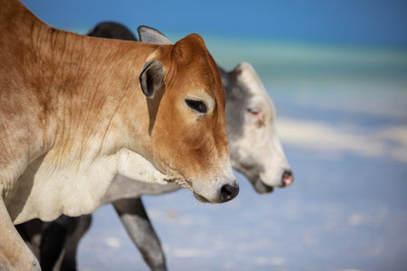 cows play on the beach near the waterの写真素材