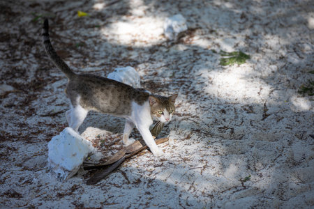 Small cute kitten in the backlight, in the rays of the bright sun.の写真素材