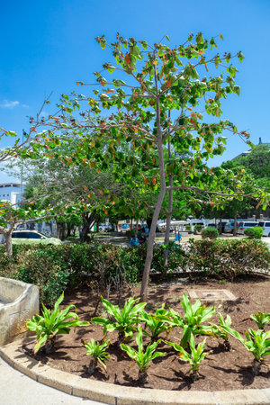 A flowerbed with a tree in the city of Zanzibar.の写真素材