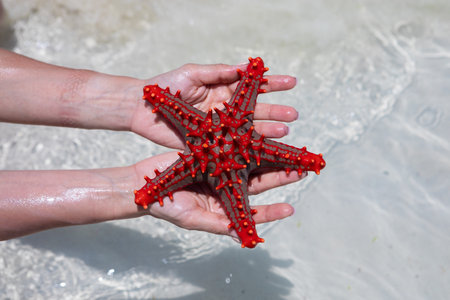 A lot of colorful beautiful starfish lying on the bottom in the blue ocean.の写真素材