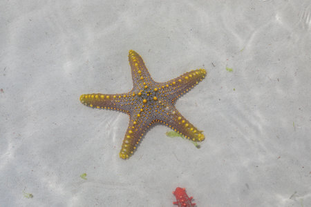 A lot of colorful beautiful starfish lying on the bottom in the blue ocean.の写真素材