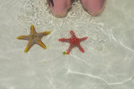 A lot of colorful beautiful starfish lying on the bottom in the blue ocean.の写真素材