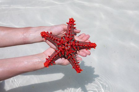 A lot of colorful beautiful starfish lying on the bottom in the blue ocean.の写真素材
