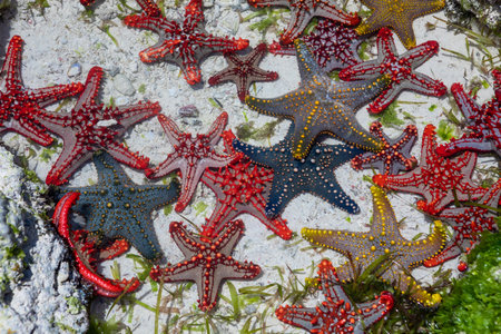 A lot of colorful beautiful starfish lying on the bottom in the blue ocean.の写真素材