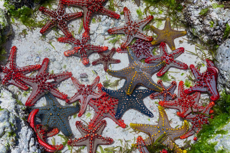 A lot of colorful beautiful starfish lying on the bottom in the blue ocean.の写真素材