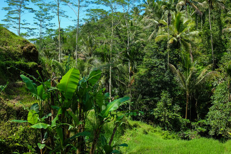 Rice terraces, rice sprouts. Palm trees, jungle. Blossoming life. Bali.の写真素材