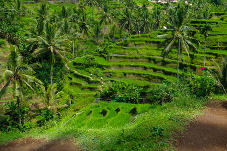 Rice terraces, rice sprouts. Palm trees, jungle. Blossoming life. Bali.の写真素材