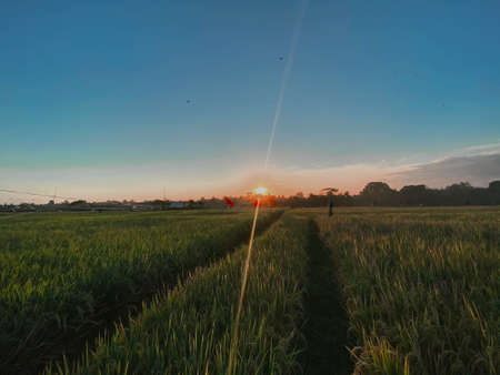 Sunset at the rice terrace. Nature lovers in Bali