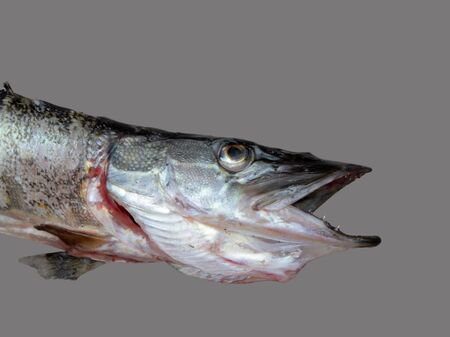 Close up view of pike head with open mouth isolated on gray background.