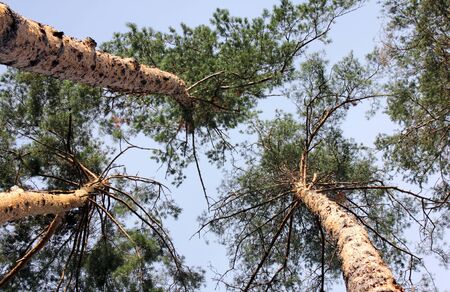 Looking up into the pine tree tops backed by a blue sky.