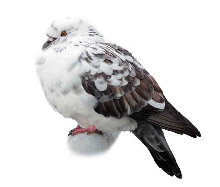 One cold common pigeon on a ledge against white background.の写真素材