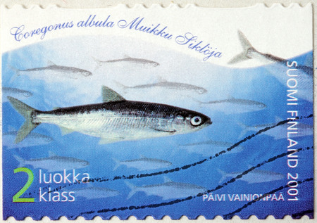 FINLAND - CIRCA 2001: a stamp printed by FINLAND shows European Cisco (Coregonus albula), known as the Vendace, circa 2001.のeditorial素材