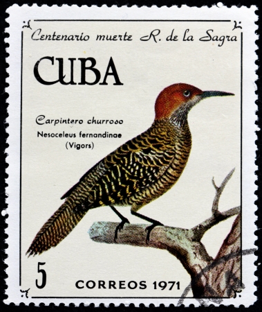 CUBA - CIRCA 1971: A stamp printed by CUBA shows Fernandina's Flicker (Nesoceleus fernandinae), circa 1971のeditorial素材