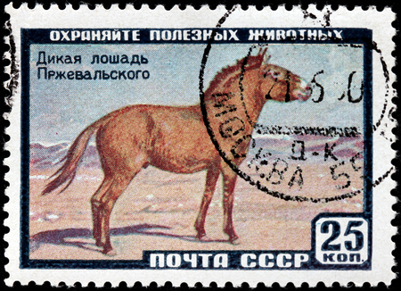 RUSSIA - CIRCA 1959: A stamp printed in USSR shows Przewalski's horse or Dzungarian horse, is a rare and endangered subspecies of wild horse (Equus ferus), circa 1959のeditorial素材