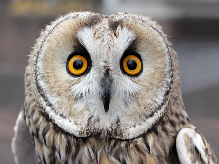 The Boreal Owl. In Europe, it is typically known as Tengmalm's owl after Swedish naturalist Peter Gustaf Tengmalm or, more seldomly, Richardson's owl after Sir John Richardson.の写真素材