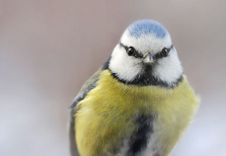 Close up view of the Eurasian Blue Tit bird in winter time with place for your text. Shallow depth, selective focus.の写真素材