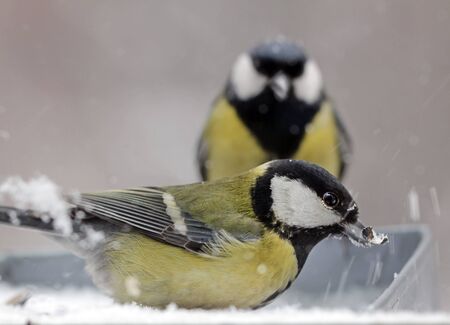 Close up view of two Great Tits at a feeder in winter. Shallow depth, selective focus.の写真素材