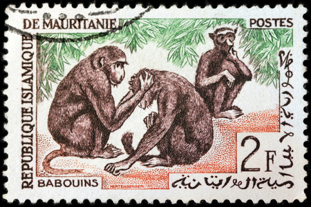 LUGA, RUSSIA - NOVEMBER 06, 2016: A stamp printed by MAURITANIA shows three Guinea baboons from the Old World monkey family, circa 1963のeditorial素材