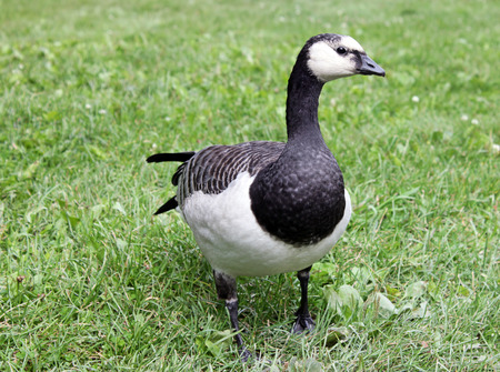 Adult Barnacle Goose (Branta Leucopsis) against green grass background in a summertime. Shallow depth, selective focus and place for text.の写真素材