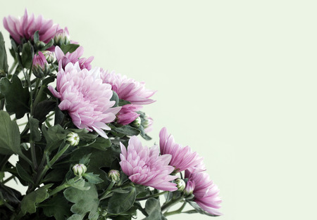 A close up view of beautiful pink aster flower? with place for your text. Shallow depth, selective focus.の写真素材
