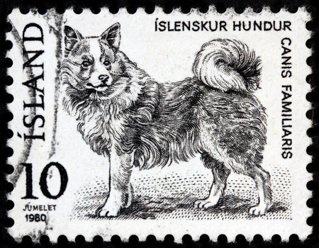 LUGA, RUSSIA - APRIL 26, 2017: A stamp printed by ICELAND shows Domestic Dog, circa 1980のeditorial素材