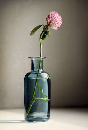 Red Clover flower in the glass vintage vase against a low key background. Selective and soft focus.の写真素材