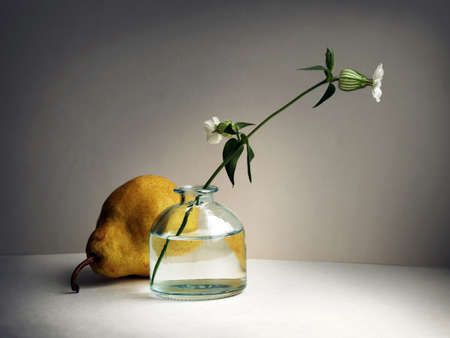 Still life with pear and Silene vulgaris flower (bladder campion or maidenstears) in the small glass vase against low key background. Selective soft focus and space for your text.の写真素材