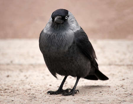 The Eastern Eurasian Jackdaw (Coloeus monedula) against urban environment background with space for your text. Shallow depth, selective focus.の写真素材