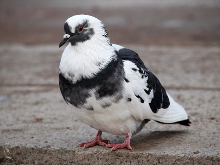 Beautiful common pigeon against urban environment background. Shallow depth, selective focus.の写真素材