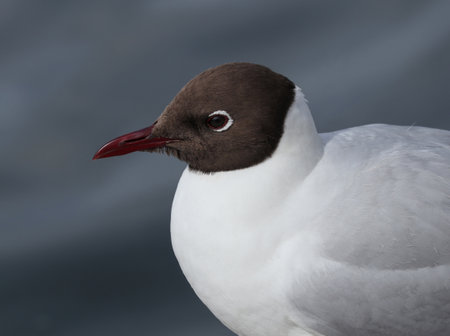 Beautiful adult black-headed gull (Chroicocephalus ridibundus) in summer plumage on a blurred background. Soft selective focus and space for your text.の写真素材