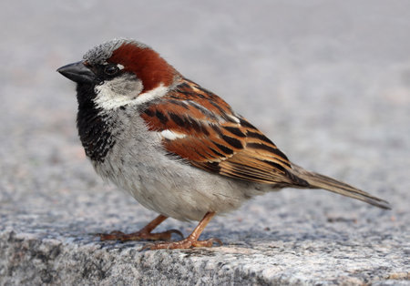 Close-up of male house sparrow on the granite pavement against blurred gray background. Shallow depth, selective focus.の写真素材