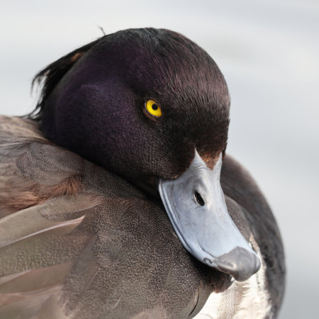 Close up view of the male tufted duck (small diving duck) is also known as tufted pochard on a blurred background. Soft selective focus and space for your text.の写真素材