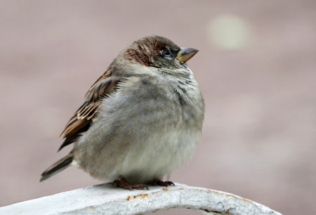 Close-up of a young male house sparrow sitting on the fence of an old park. A cold cloudy autumn day. A light blurred background.の写真素材