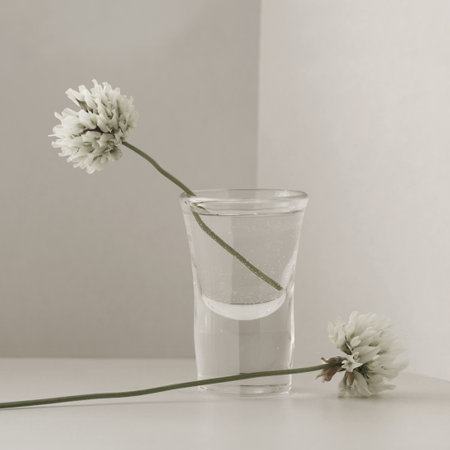Minimalist still life with flowers of field white clover and a small glass vase on a light background.の写真素材