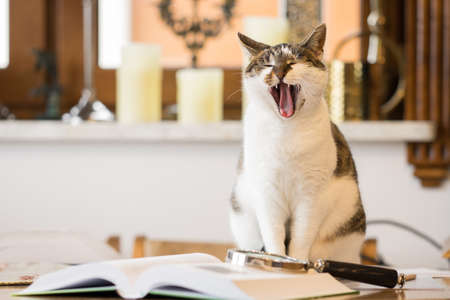 yawning catの写真素材
